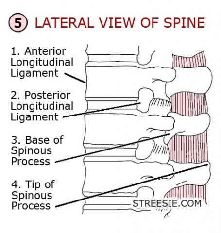 Lateral View Spinal Injury X-rays